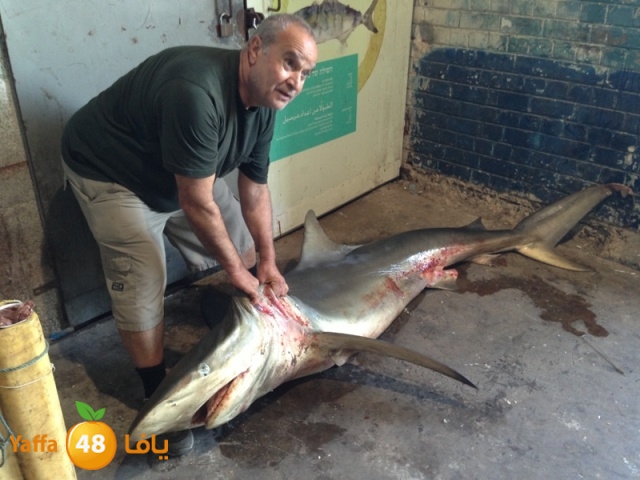 minashark328 (11).JPG